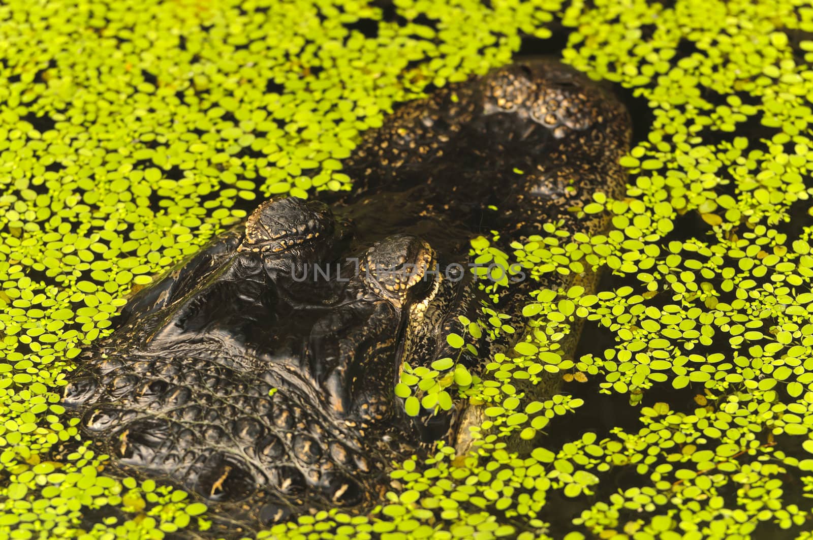 Close up of an Alligator (alligator mississippiensis)