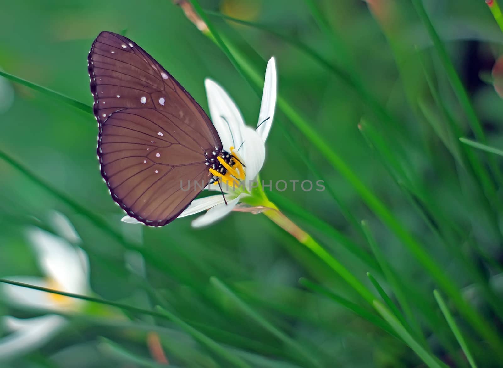 Leek orchid and Butterfly by xfdly5