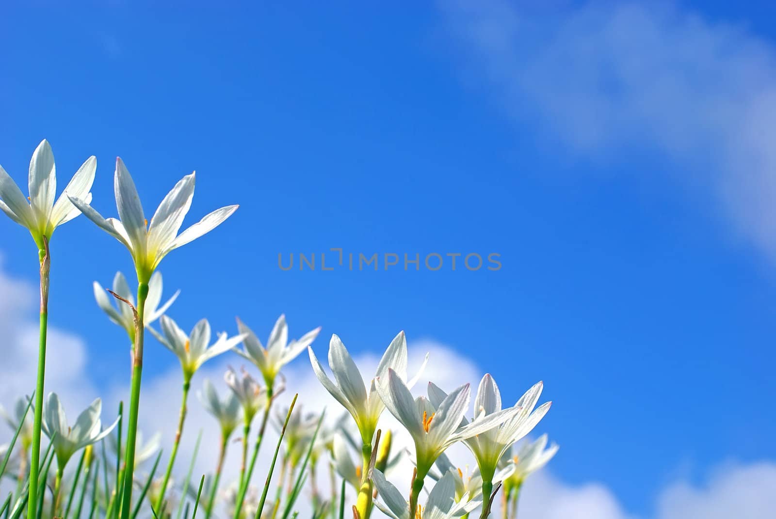 Leek orchid and blue sky by xfdly5