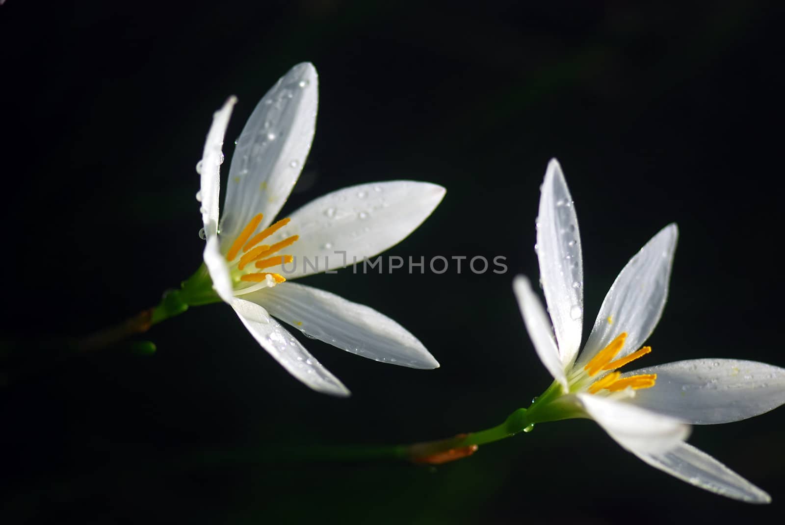 She's Scientific name is called Zephyranthes grandiflora