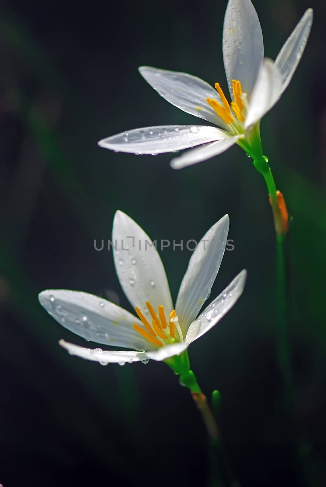 She's Scientific name is called Zephyranthes grandiflora