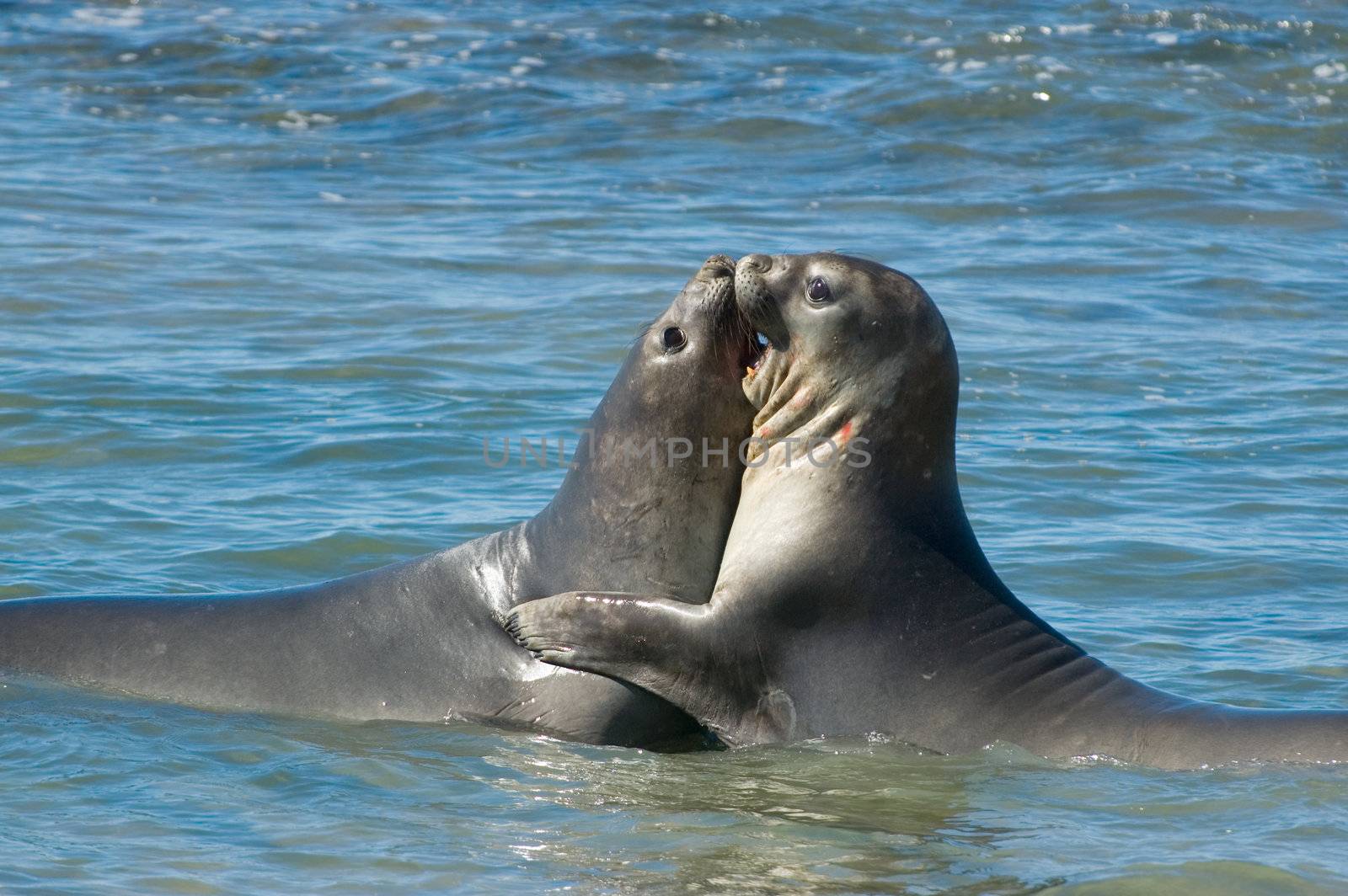 Elephant seal in the coast of Peninsula Valdes, Patagonia, Argentina.
