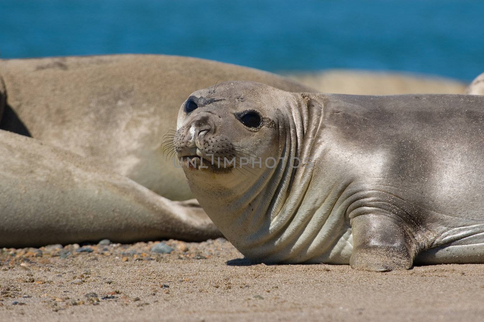 Elephant seal in the coast of Peninsula Valdes, Patagonia, Argentina.