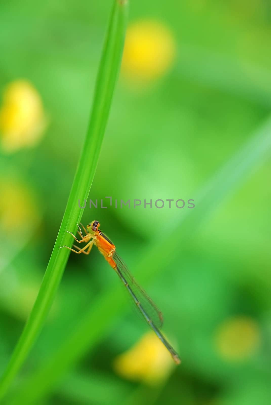 Yellow dragonfly rest in the green leaves