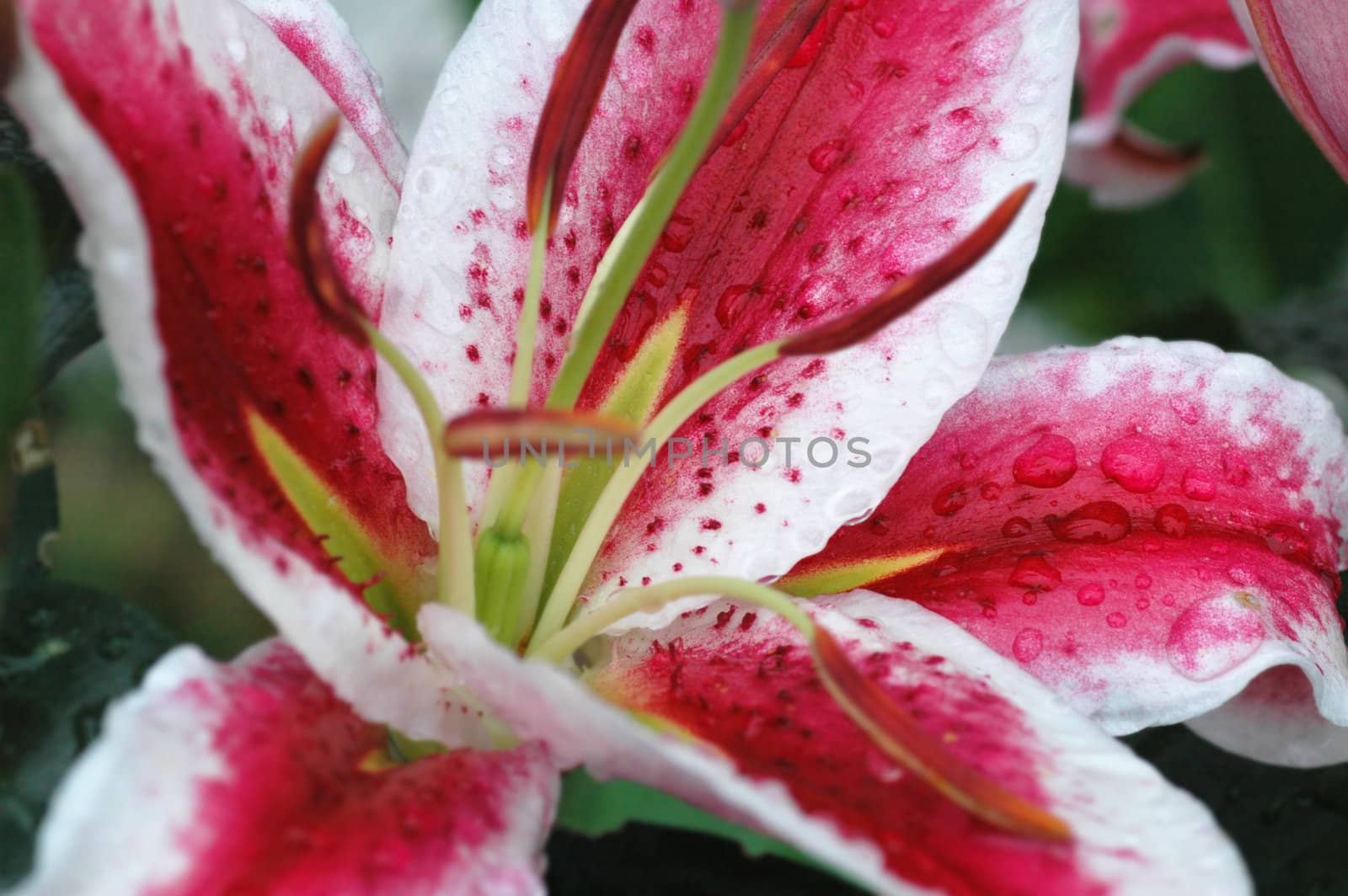 Close up of flower Lilium Stargazer with shallow depth of field