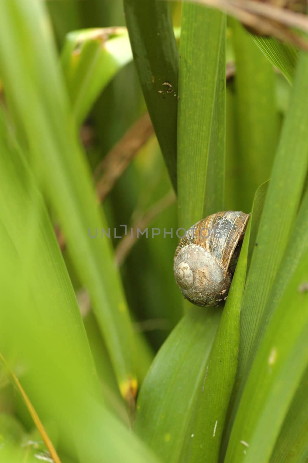 Snail Mollusca Gastropoda by khwi