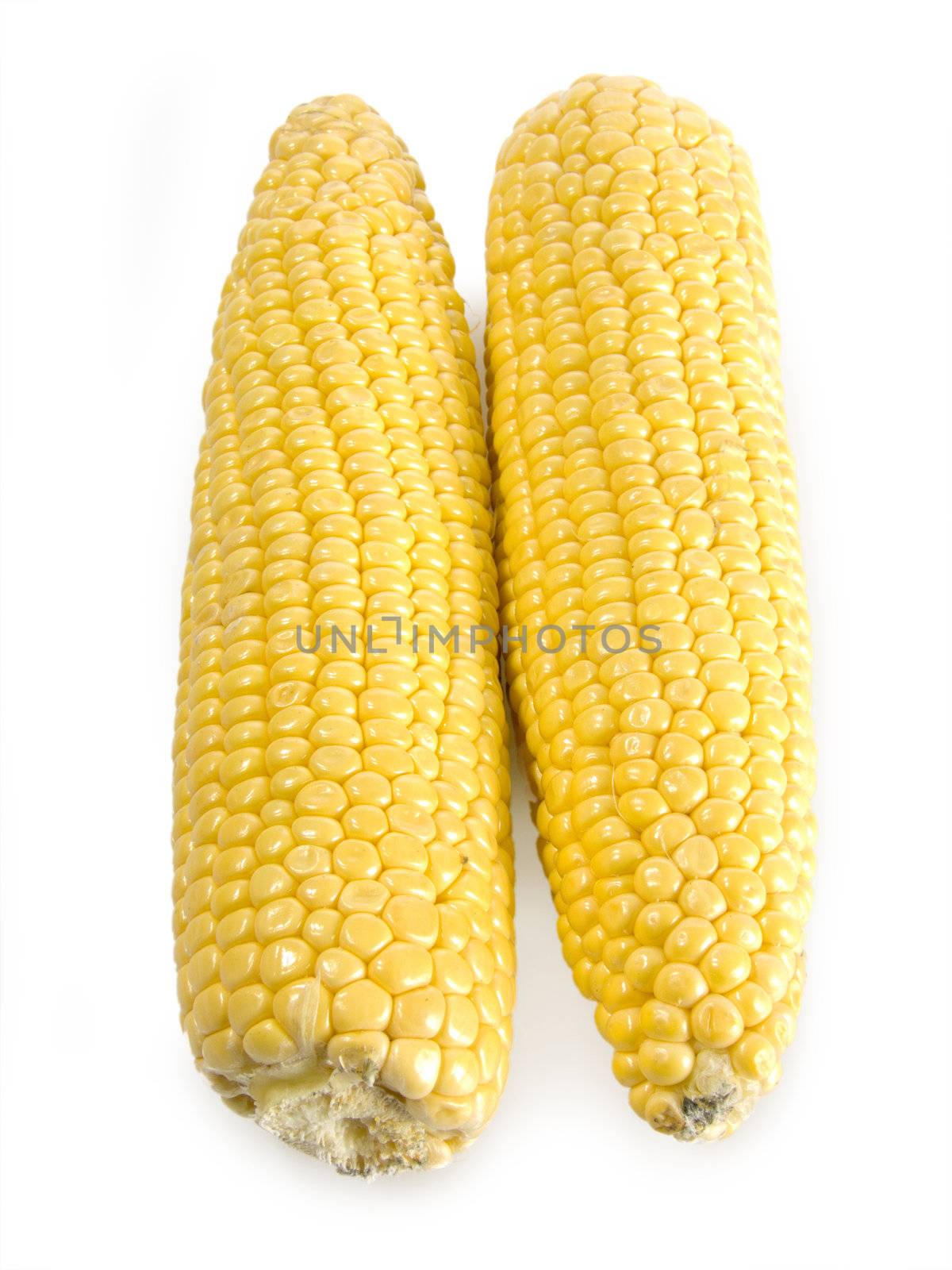 Two fresh corn-cobs over white background