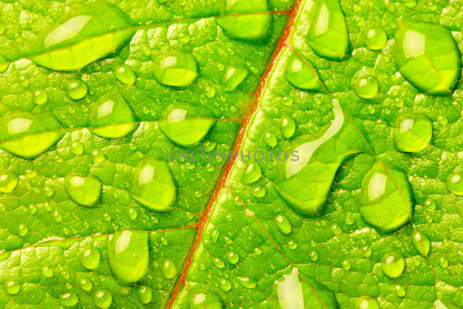 Morning dew on a green tree leaf