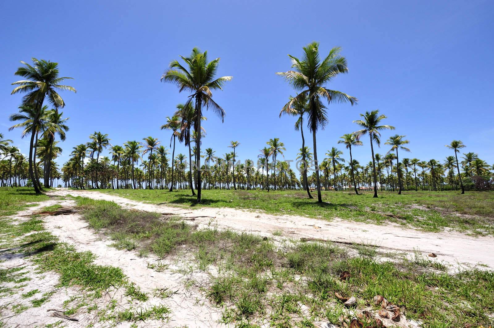 Beach in Porto de Galinhas, Brazil
