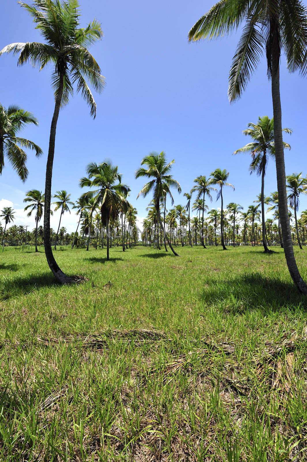 Beach in Porto de Galinhas, Brazil
