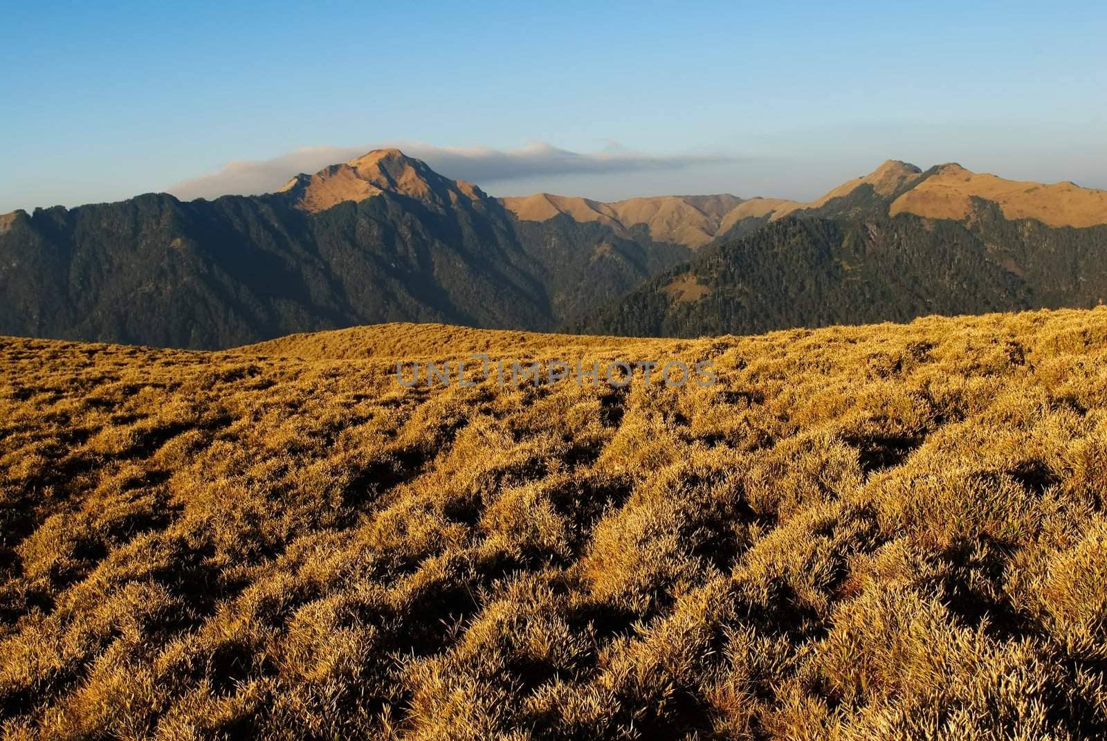 Mountain landscape with golden grassland in the morning.