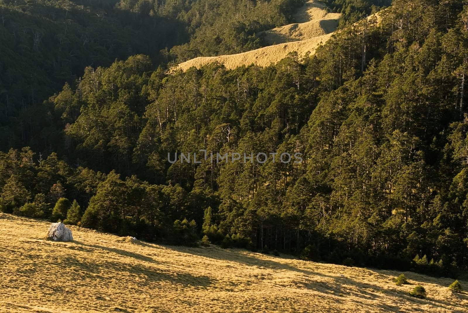 Beautiful sunrise forest colored with golden light. by elwynn