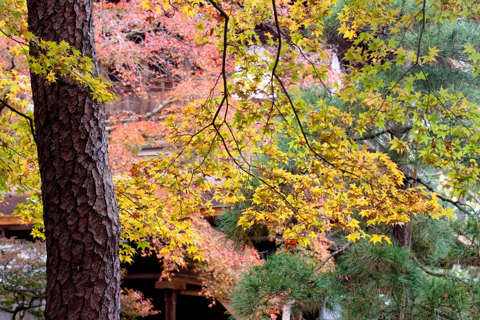 Rose, yellow and green trees in a Japanese autumn park 
