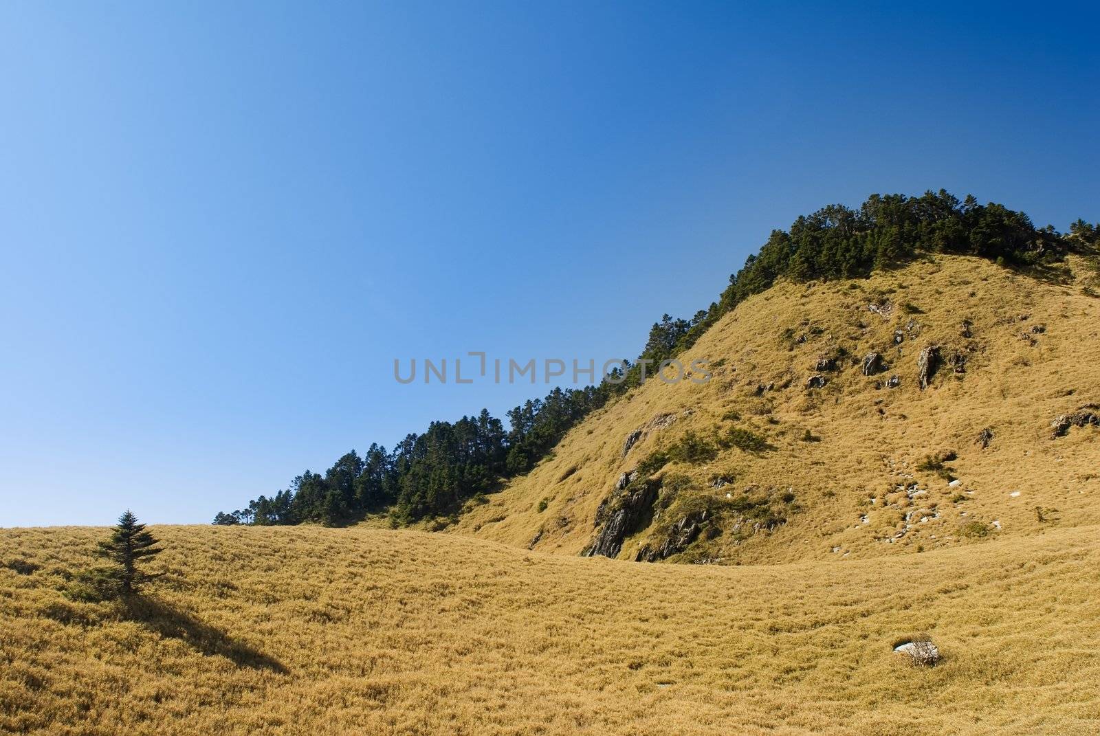 Small tree and shadow in grassland of fall. by elwynn