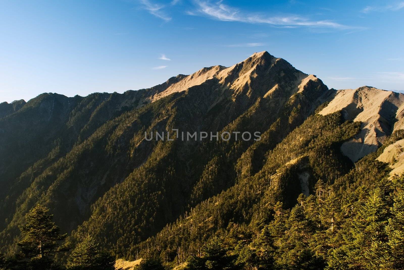 Sunrise golden high mountain fresh green forest. by elwynn