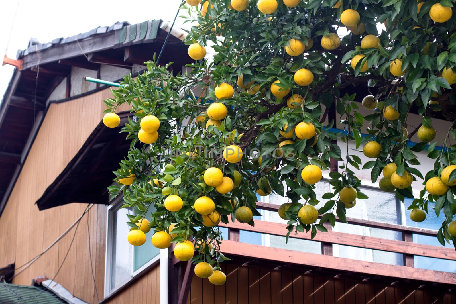 An orange tree near a house
