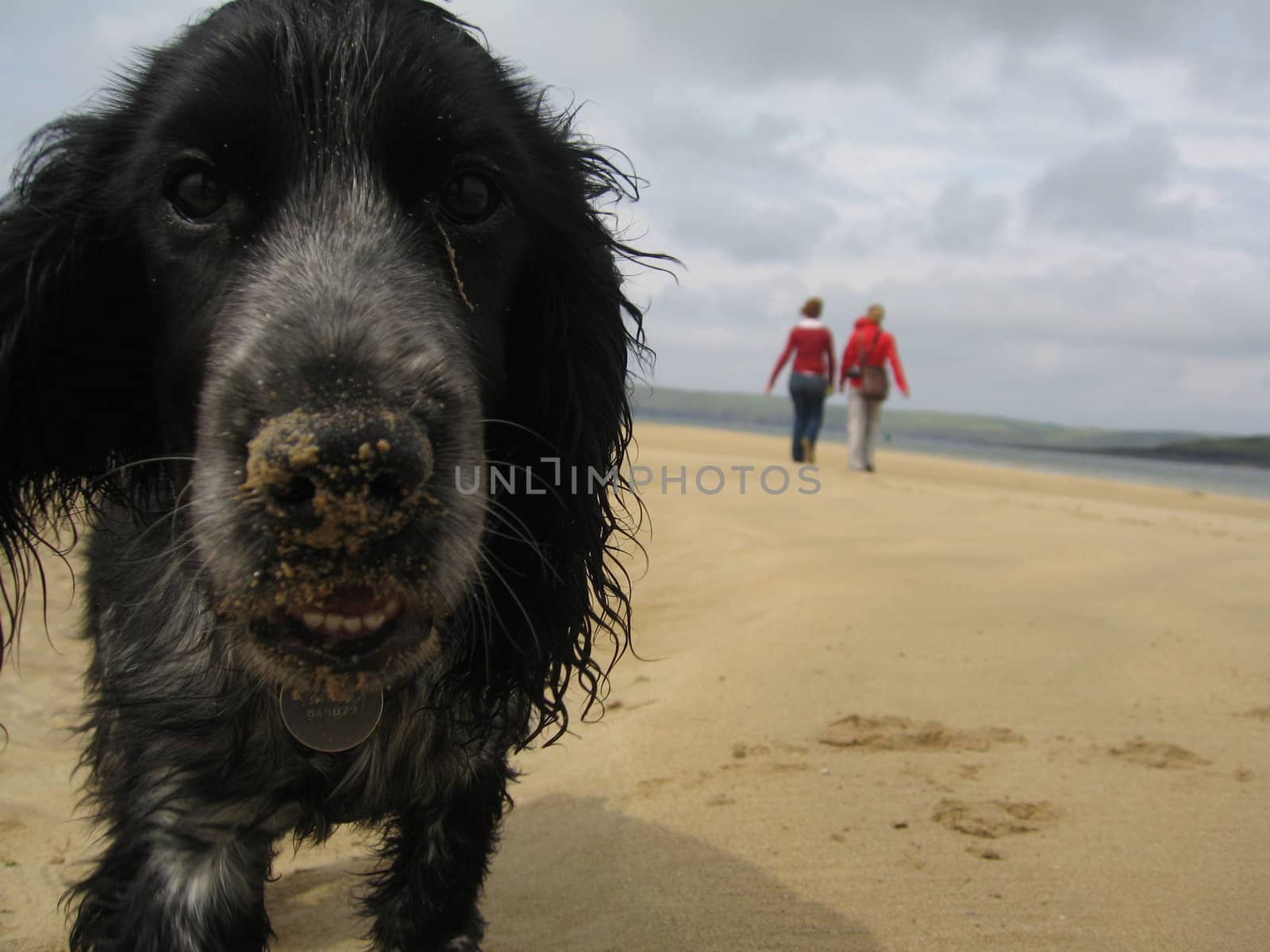 A blue roan Cocker-Spaniel puppy on a sandy beach