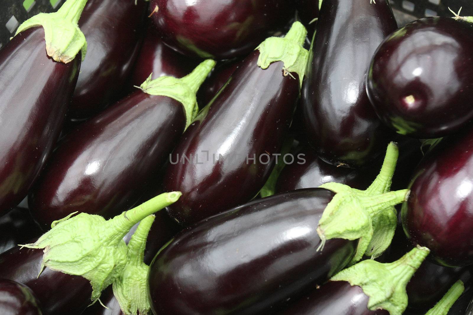 Group of purple eggplants with green leaves