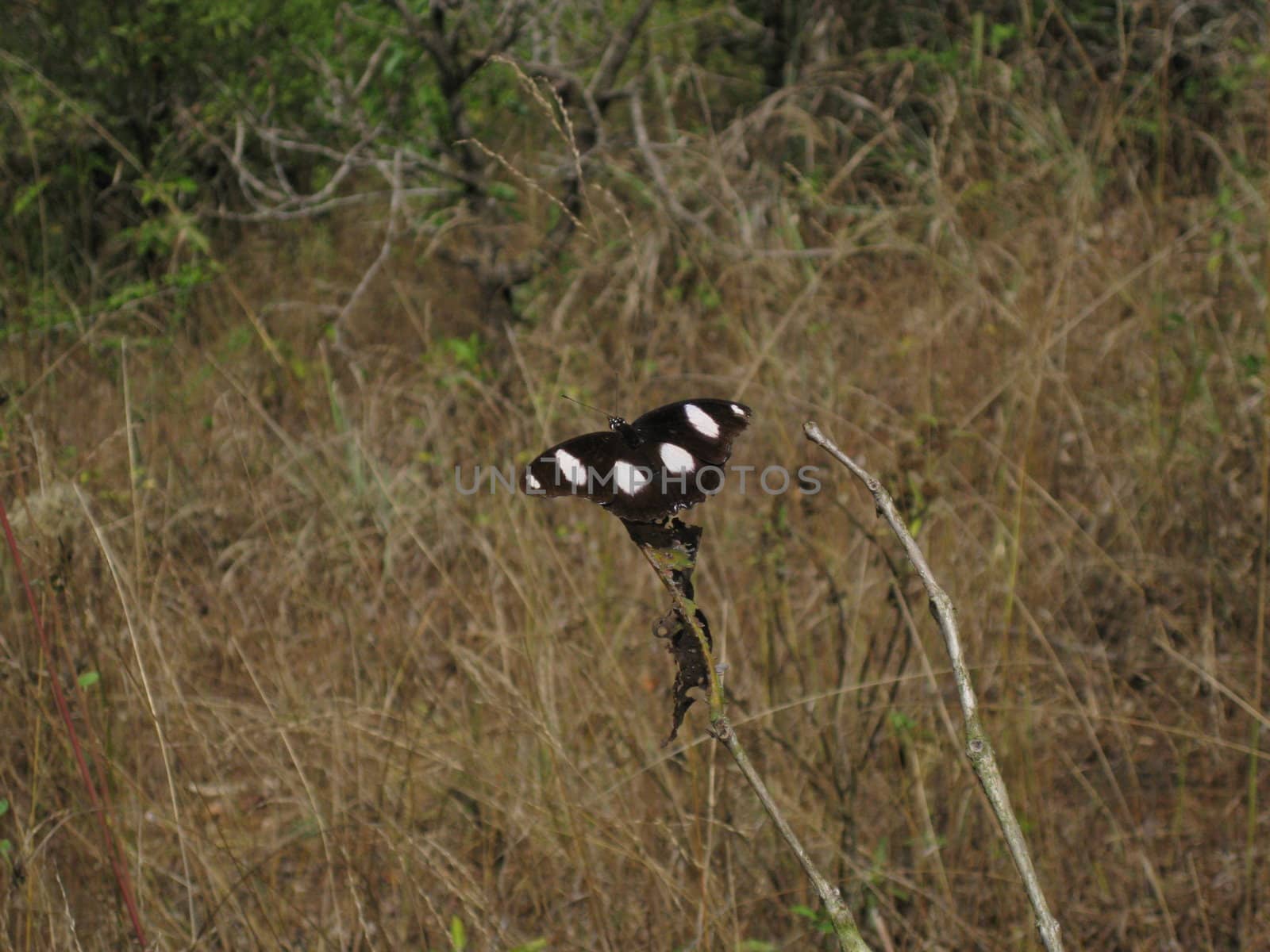 Brown Butterfly from the Western Ghats, India