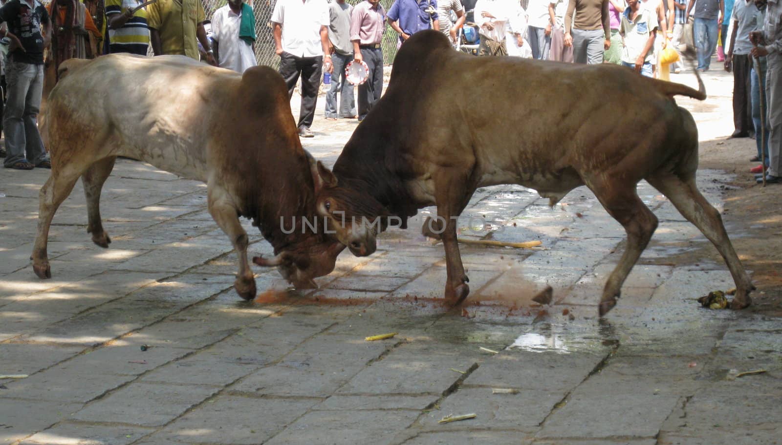 Two buffalo bulls fighting in a Market