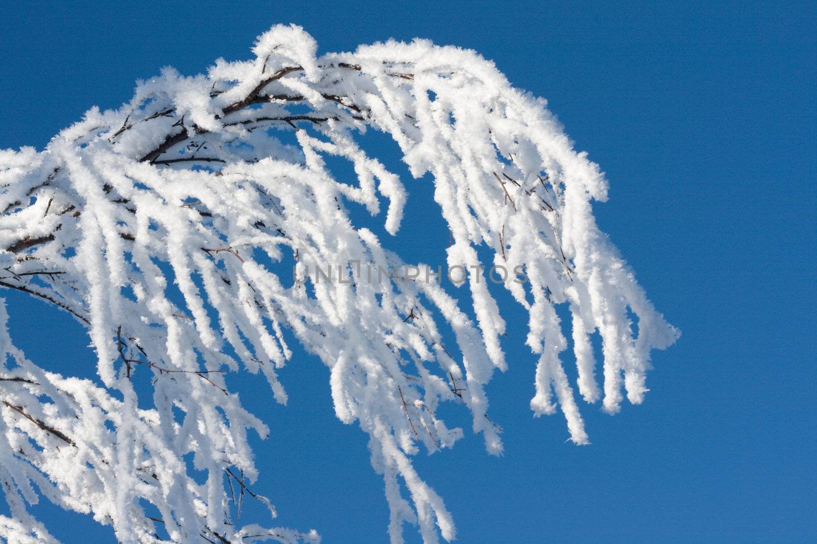 Branches tree cover drizzle on background blue sky, winter
