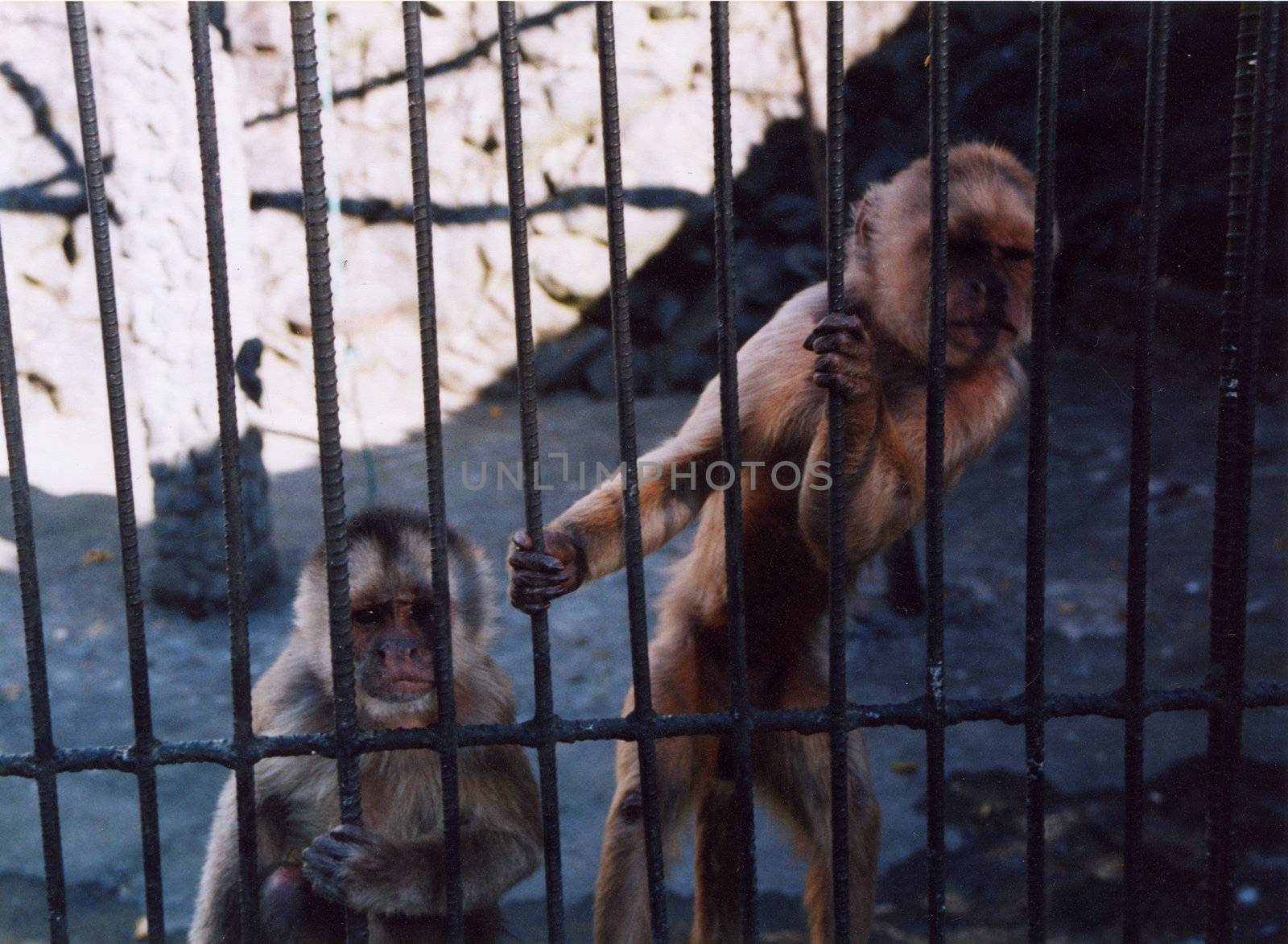 Two Capuchin Monkeys behind bars in a Latin American Zoo.