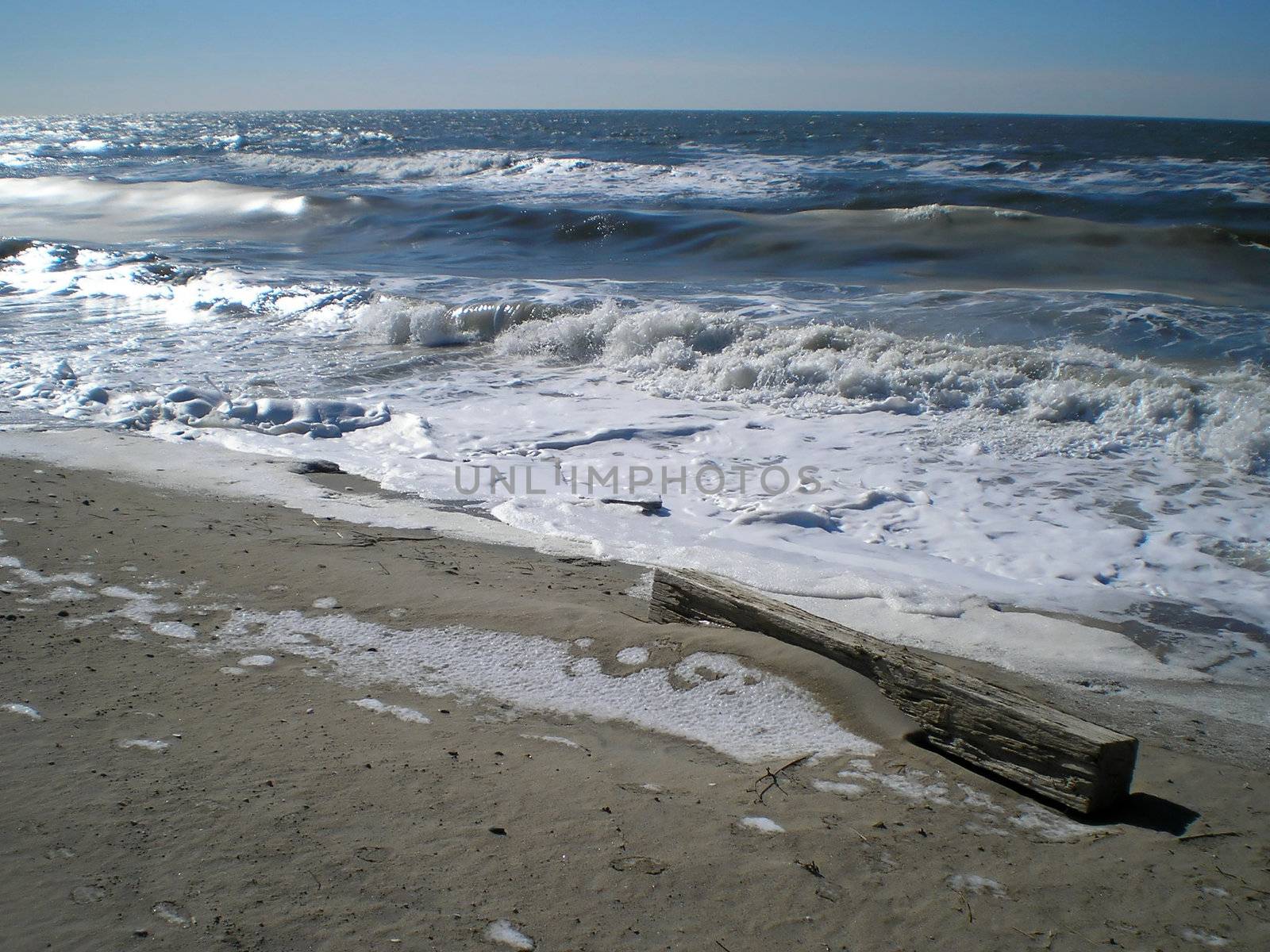 Log has cast waves ashore. The USA. Atlantic.