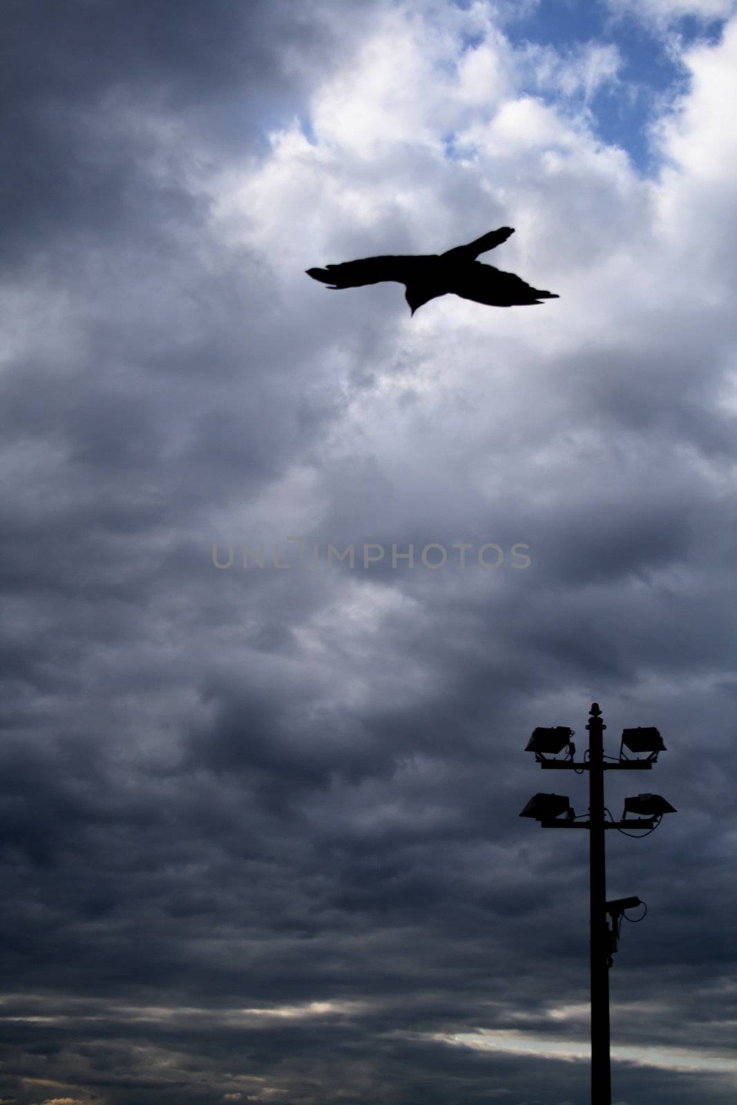 Evening flight ravens by Nickondr