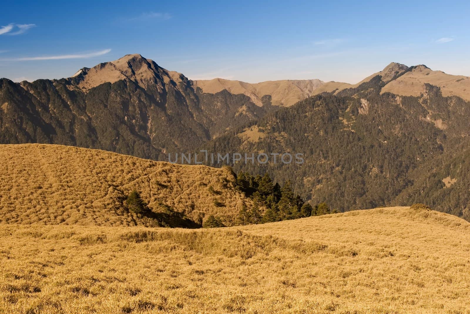 Mountain landscape with golden grassland in the morning.