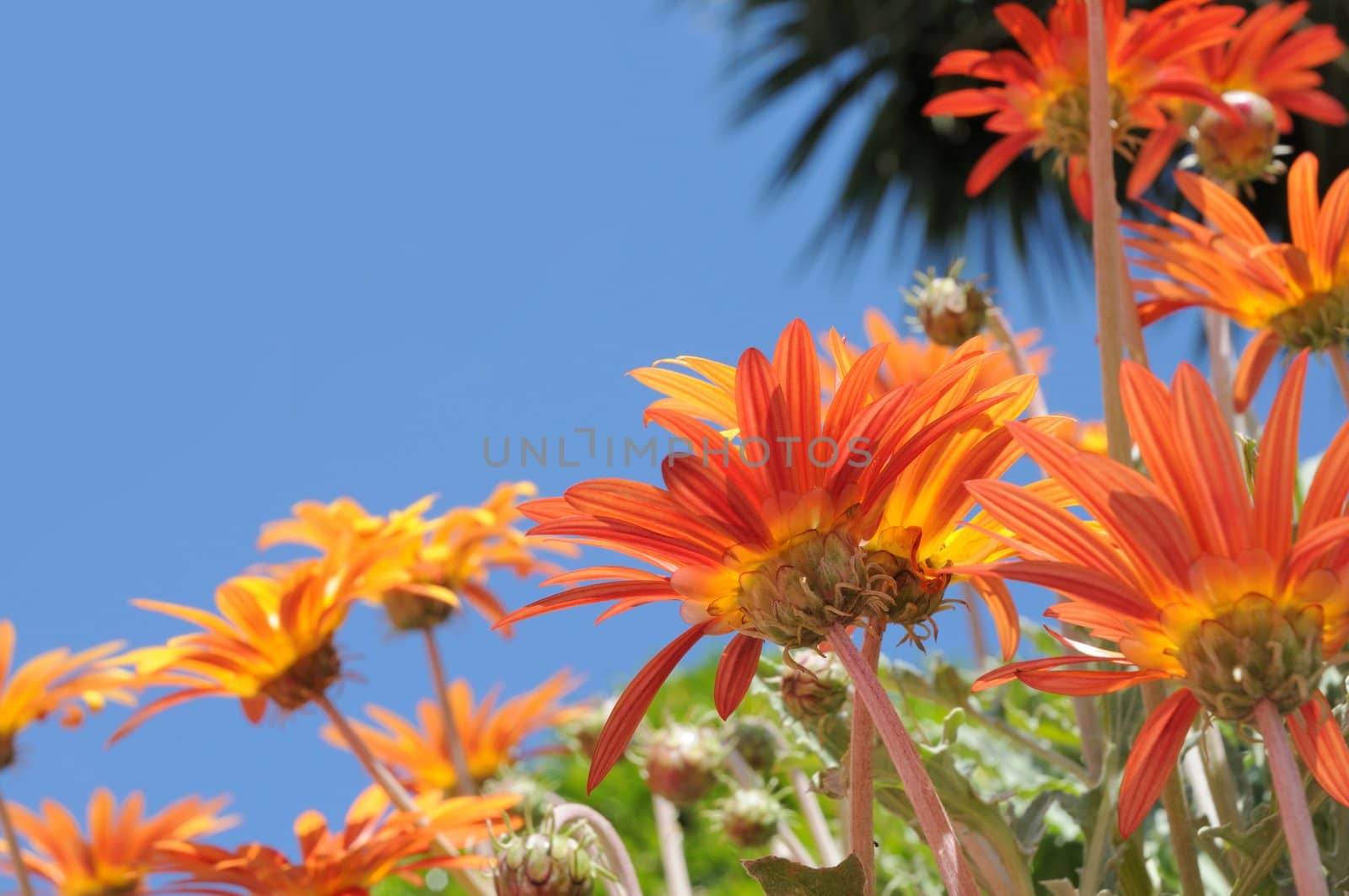 Orange daisies