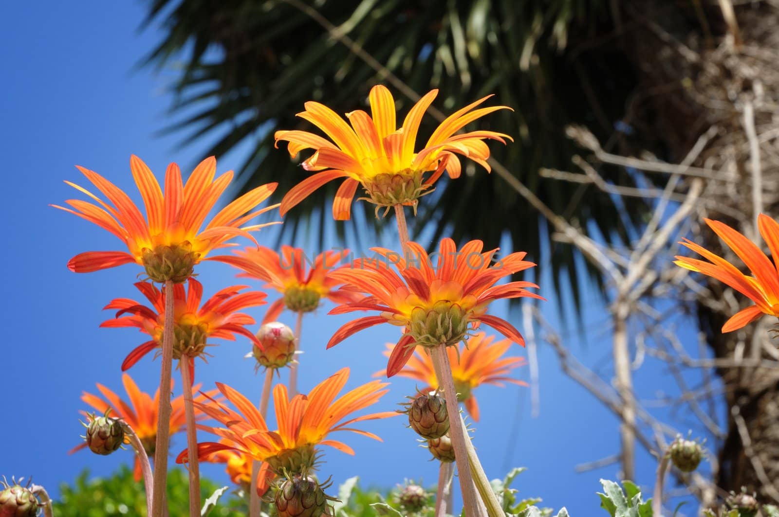Orange daisies