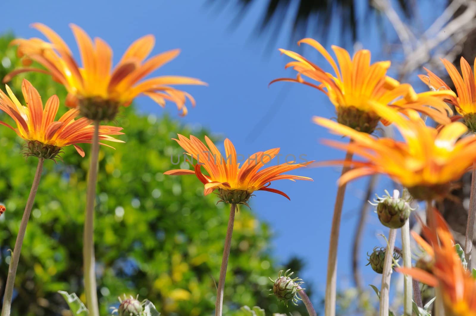 Orange daisies