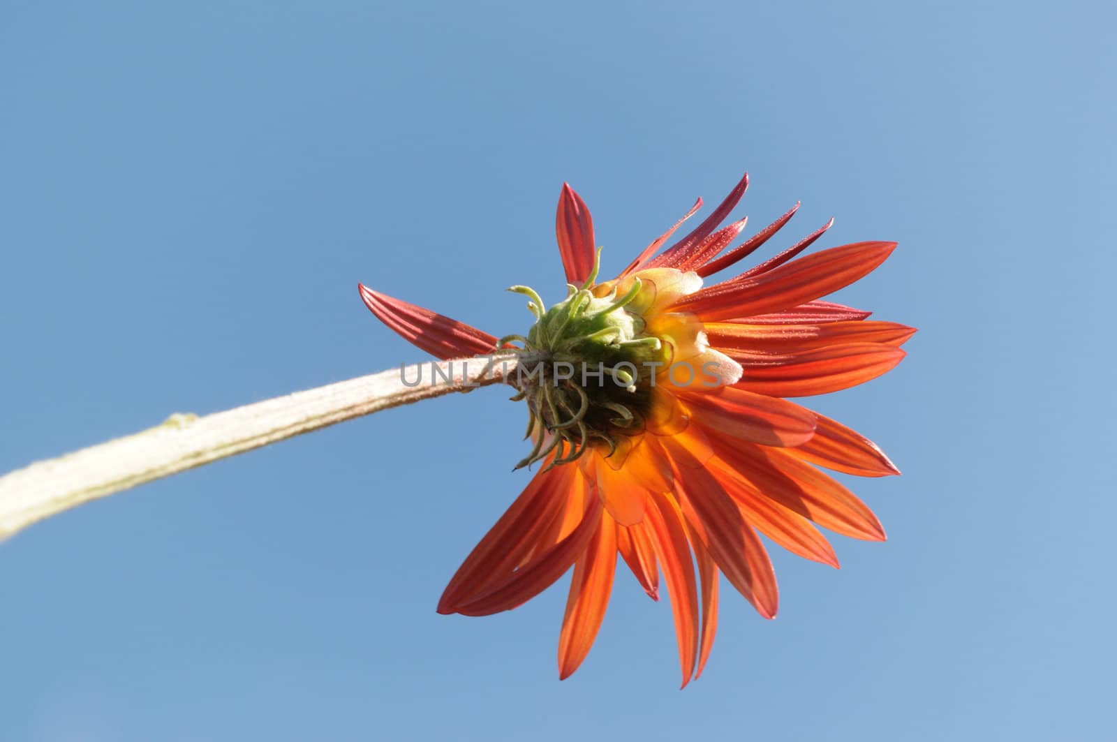 Orange daisy