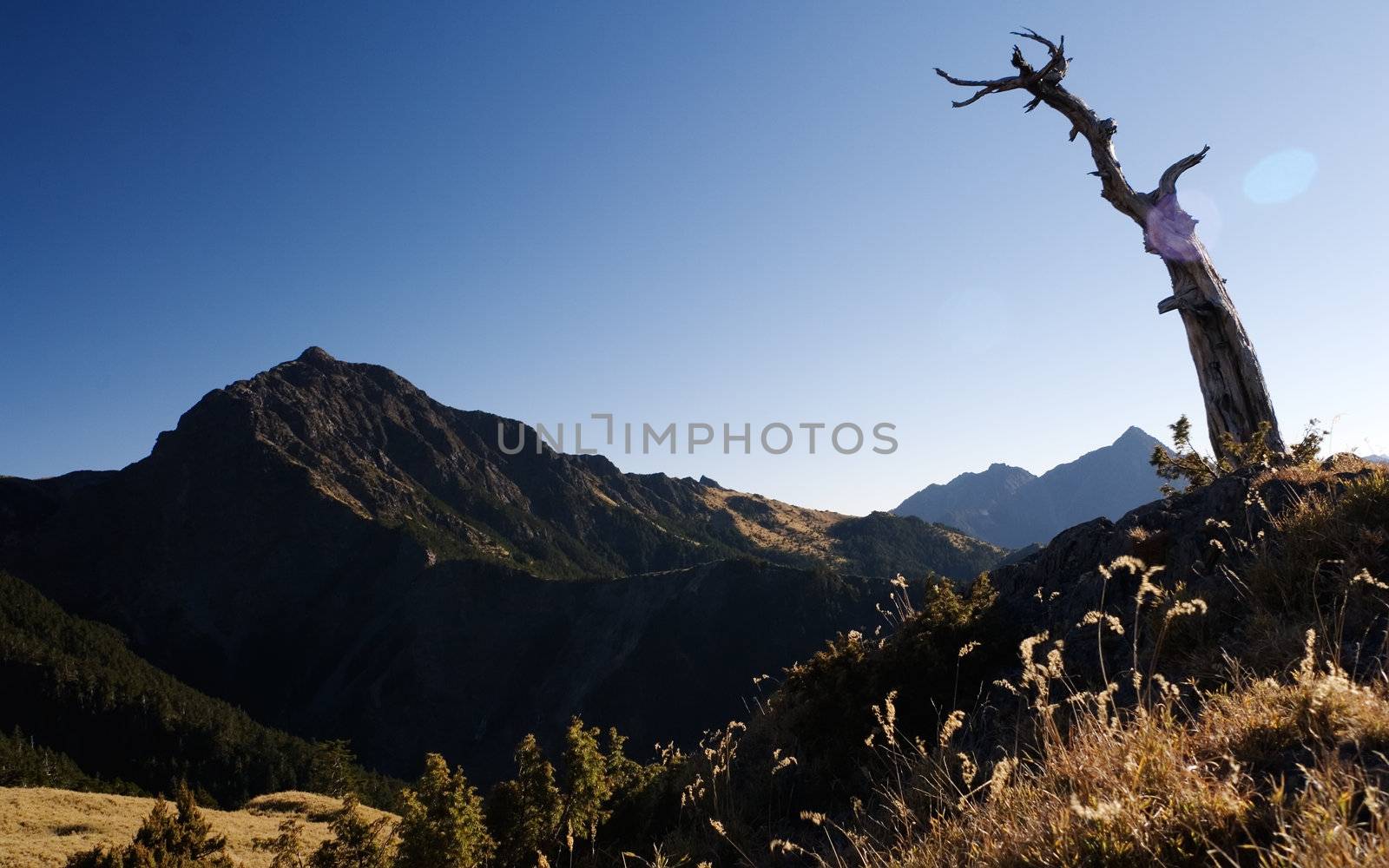 A dead tree is watching the high mountain, looks like he is as tall as alpine.