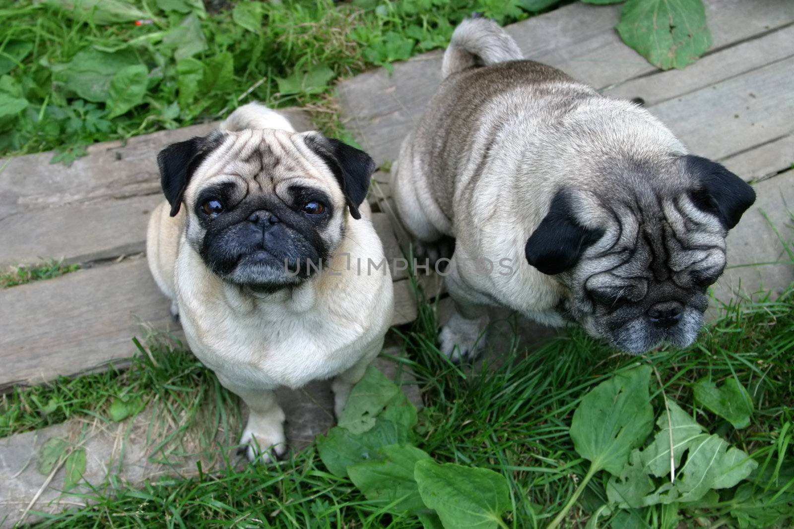Family pugs by friday