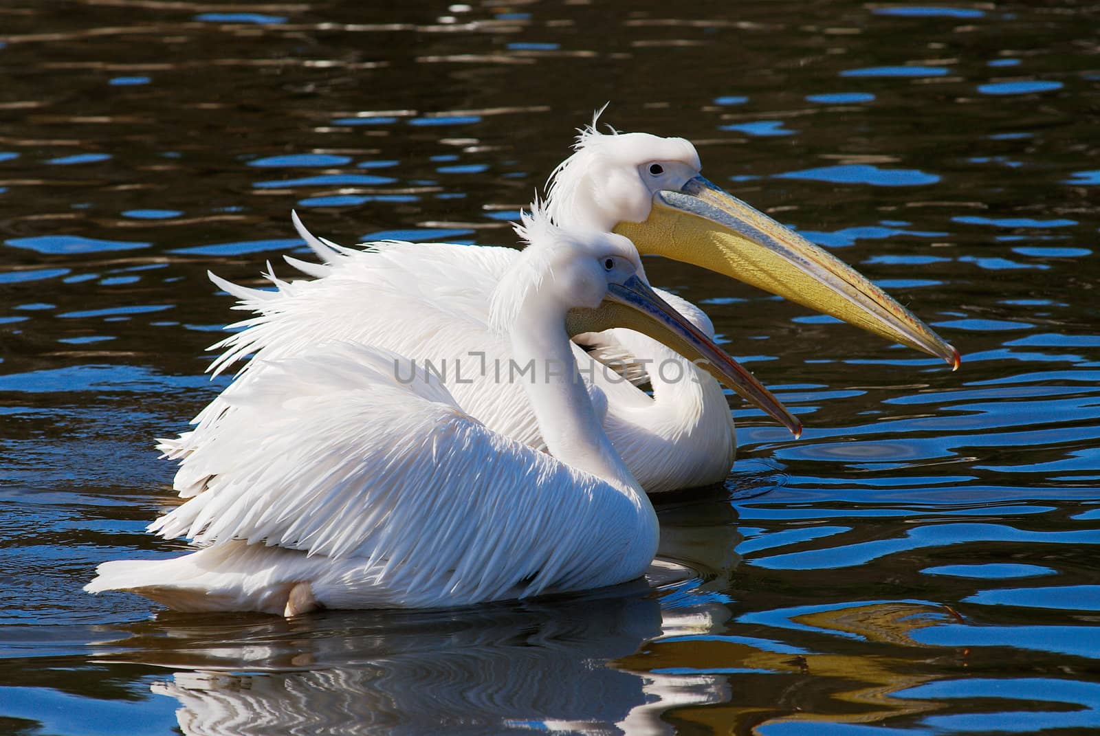 Two white pelicans float in a pond