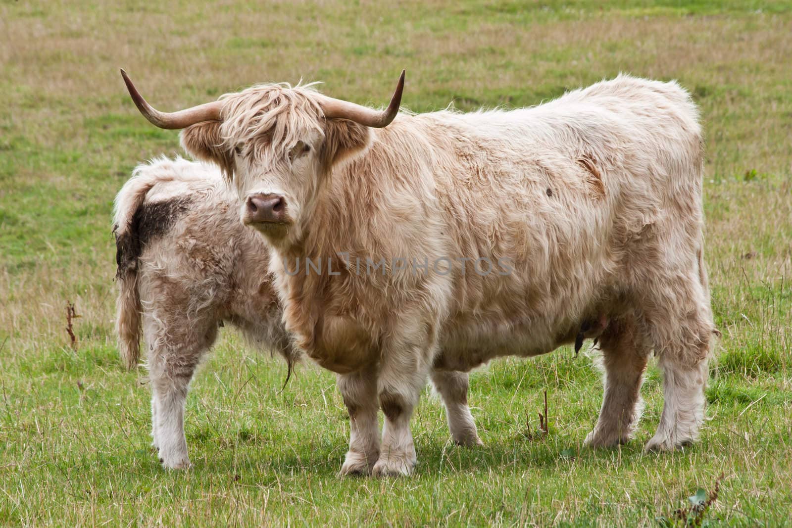 Angus calf withi his mother, Scotland, Sutherland