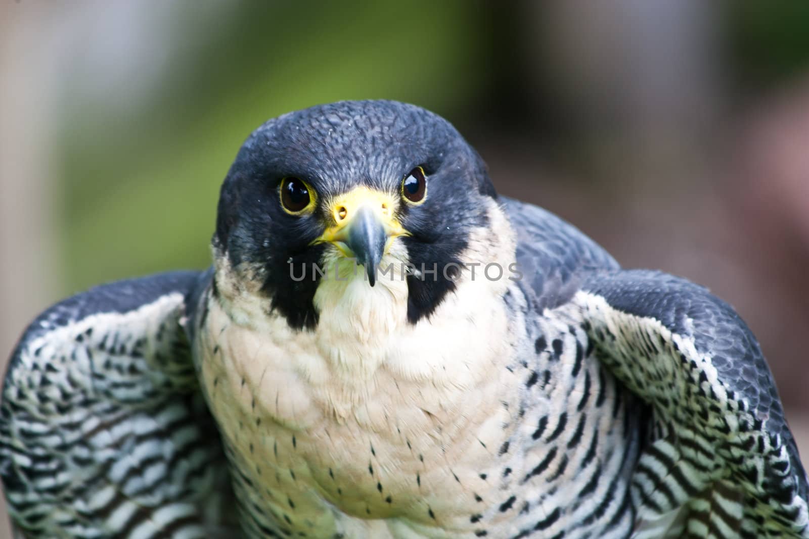 Falcon by Perseomedusa