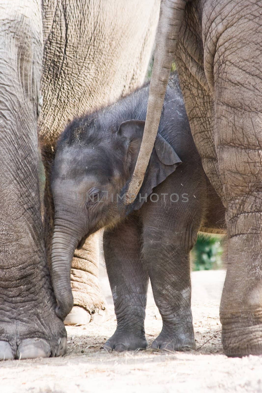 Asian elephants - mother and new born female baby elephant