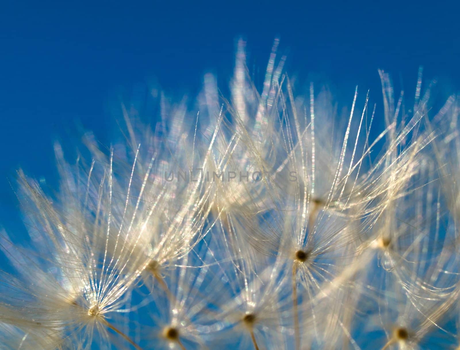 Dandelion macro under pure  blue sky
