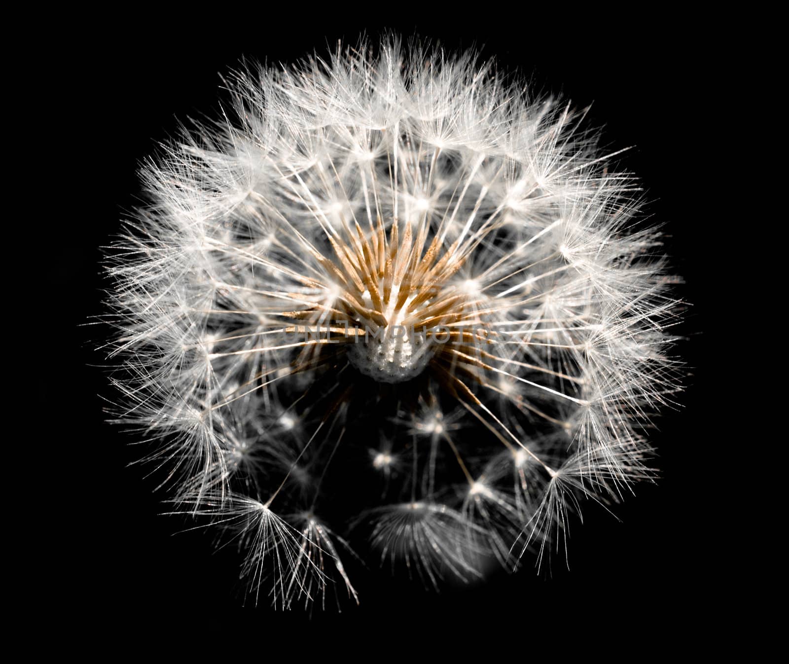 Dandelion isolated on black background