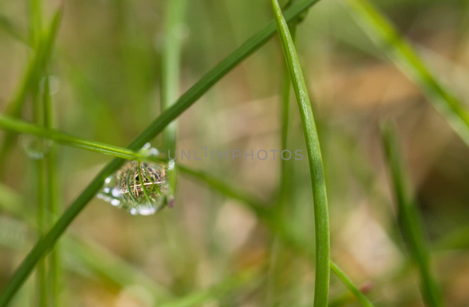 Macro picture of a morning dew drop