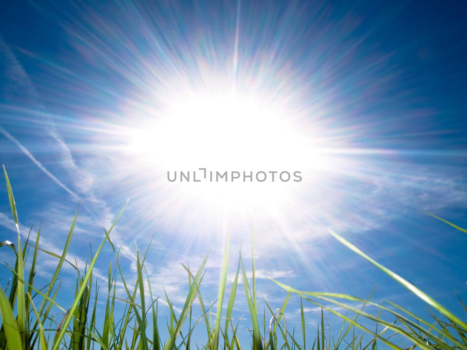 Beautiful fresh grass against sun at spring with blue sky and some clouds
