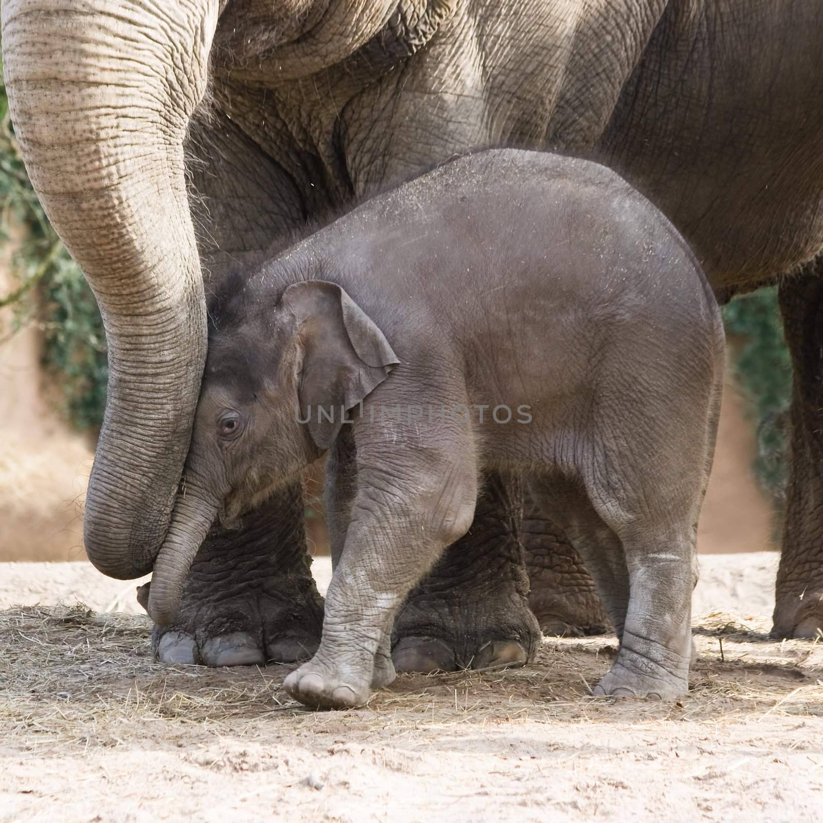 Asian baby elephant playing by Colette