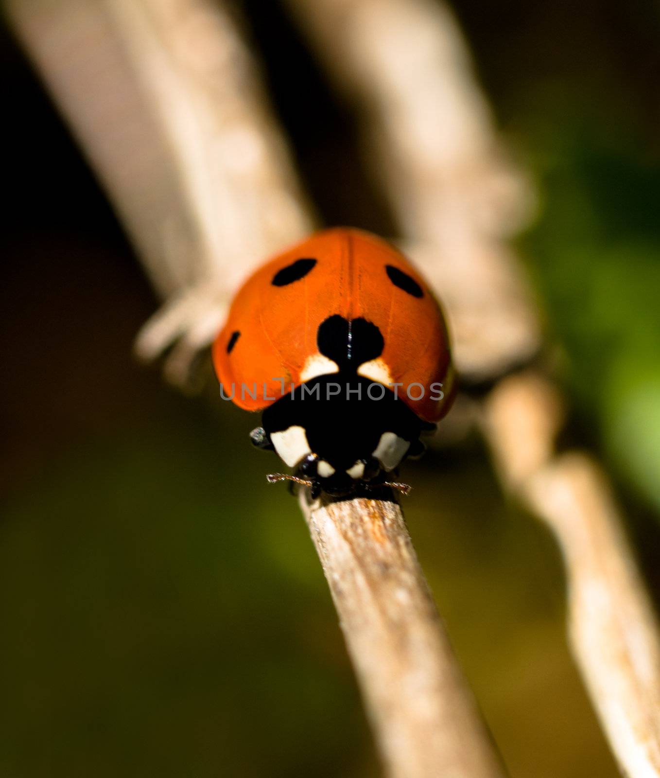 Macro of a red ladybug climbing on flower