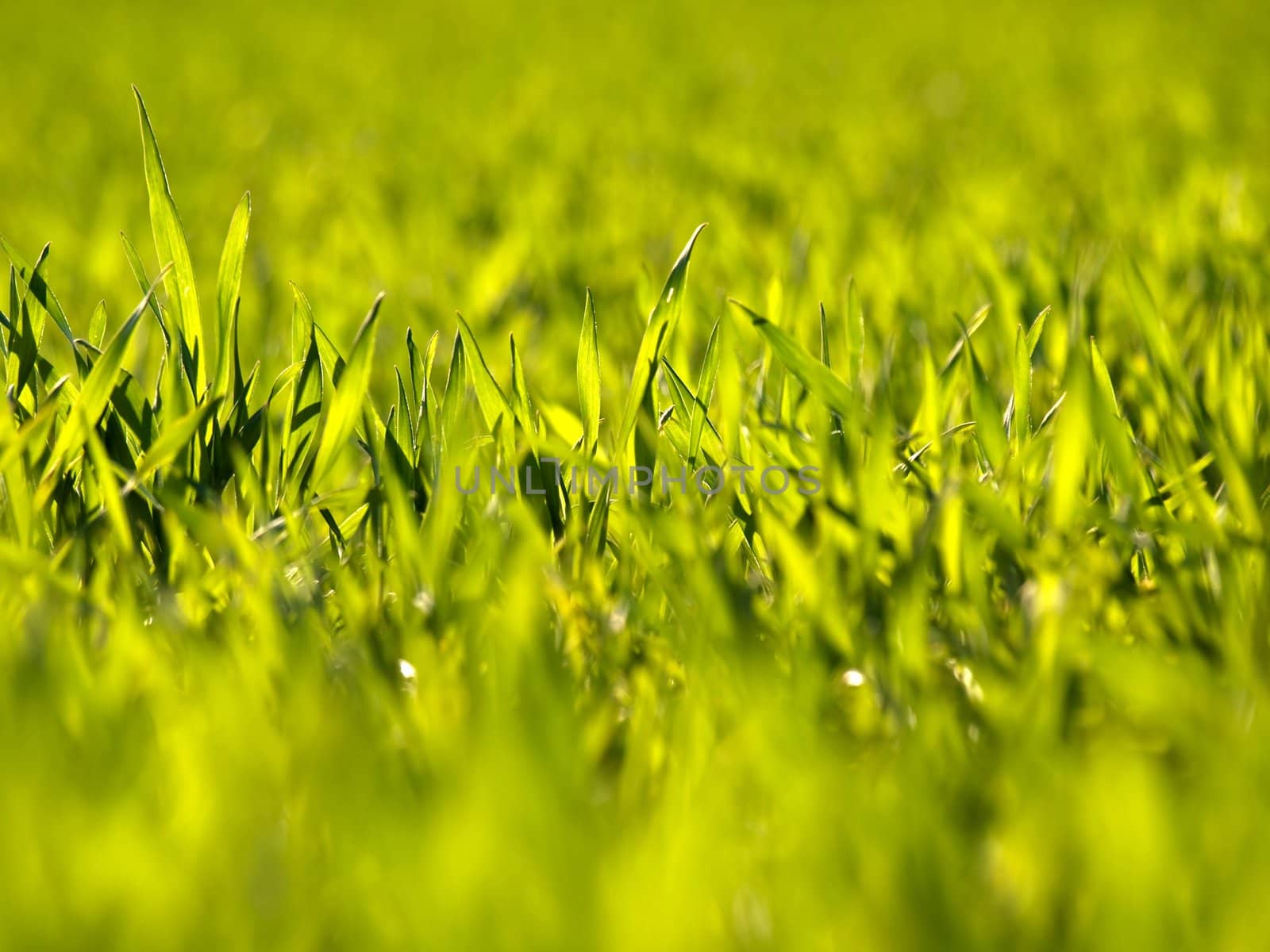 Early spring wheat at sunset with selective focusing