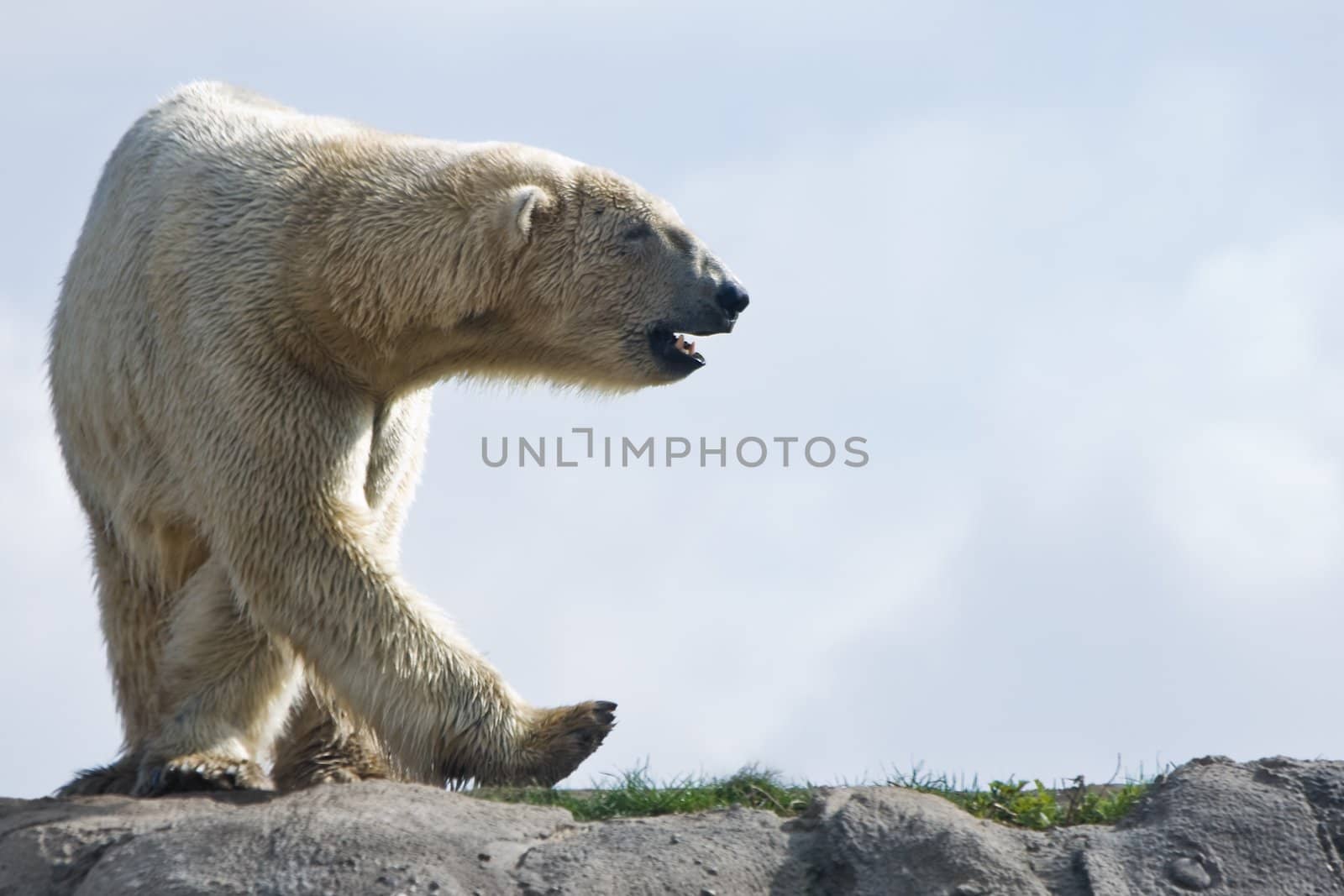 Polar bear walking around in the morning sun