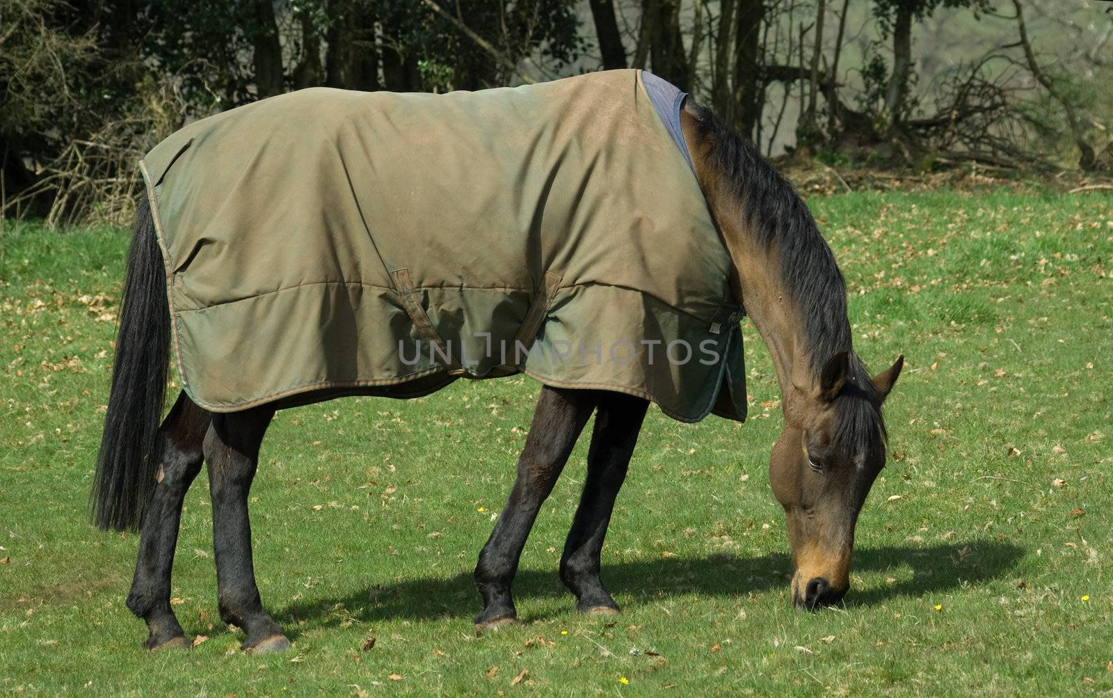 A horse grazing in a lush field of grass on a summers day.