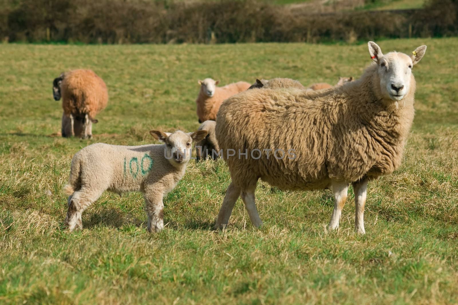 A spring lamb standing behind its mother, both looking forward, in a field of lush green grass.