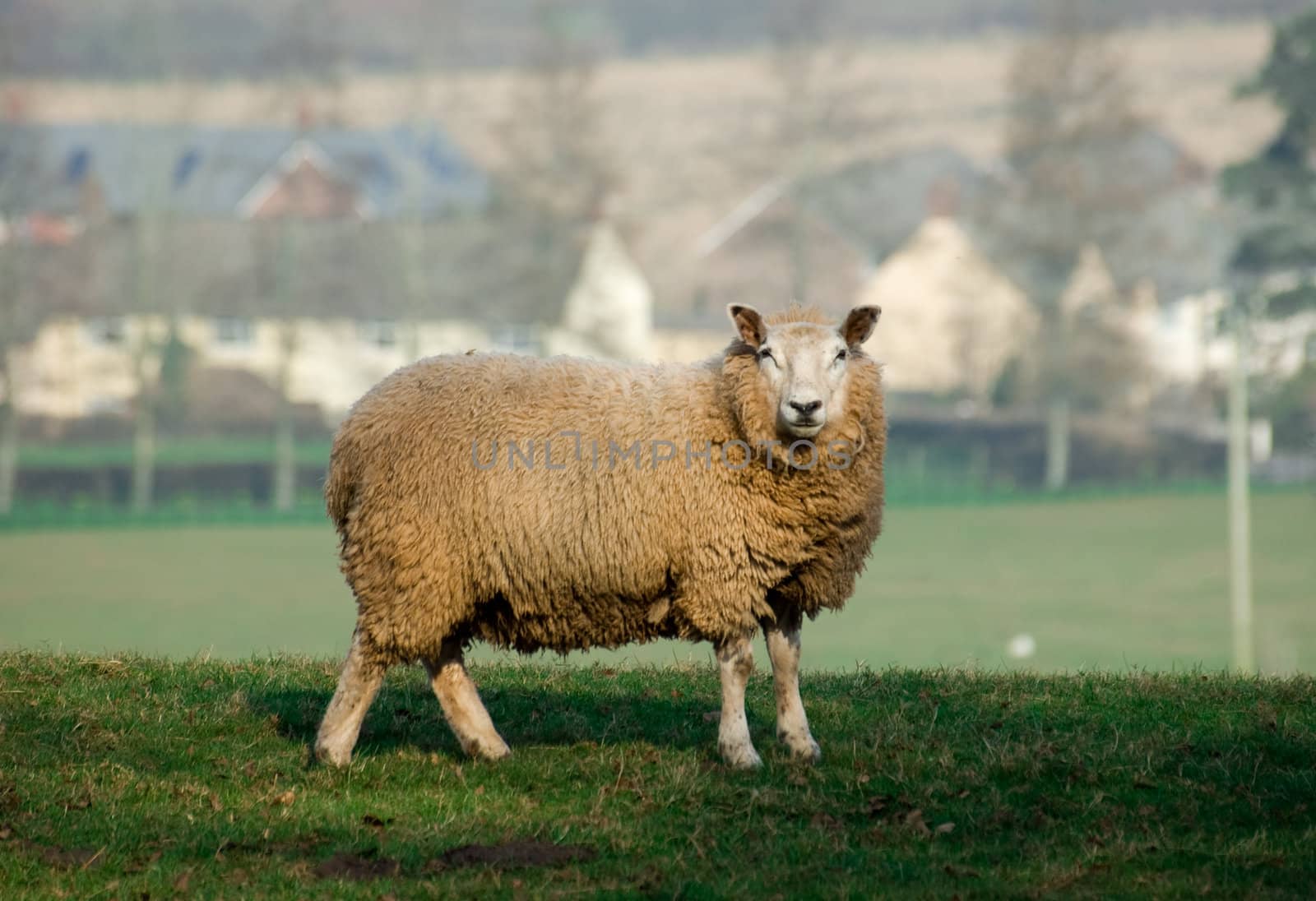 A lone sheep standing in a field 